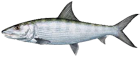 Bonefish