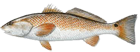 Redfish