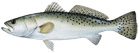 Spotted Seatrout