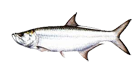 Tarpon