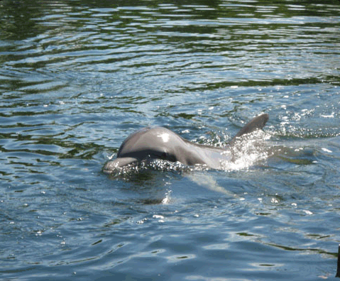 Florida Keys Fishing